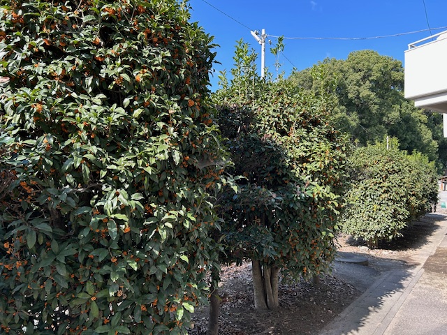 キンモクセイの樹木