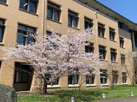 入学、おめでとうございます。1