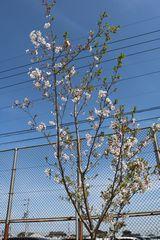 記念樹桜写真１