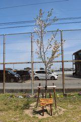 記念樹桜写真