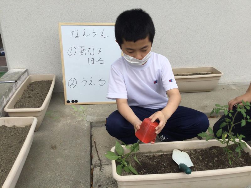 野菜の苗を植えています
